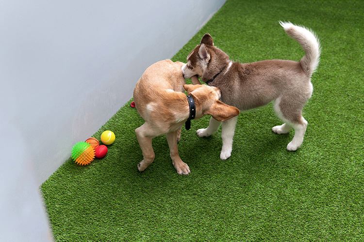 artificial grass for pet synthetic turf for dog artificial grass for pet synthetic turf for dog
